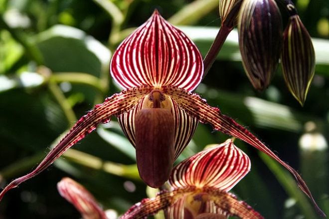 orkid emas Kinabalu