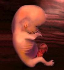 妊娠11週 胎児の大きさ Proektdem Com