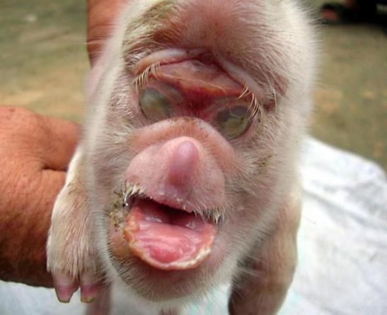 babi-monyet