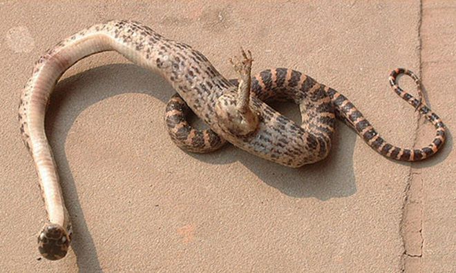 ular dengan kaki