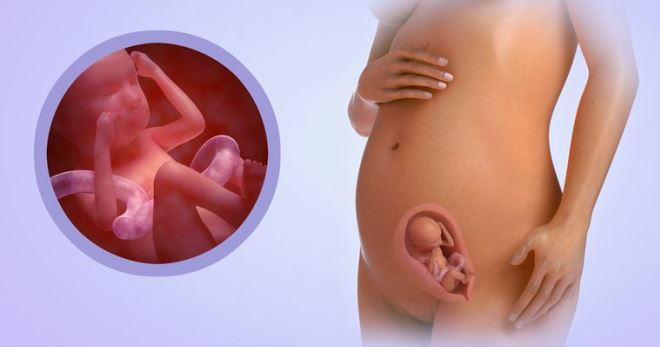 20 неделя беременности – первый контакт с малышом и мамины ощущения