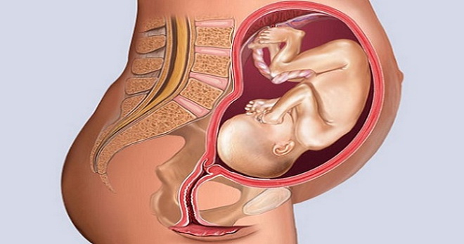 24 неделя беременности – развитие плода и новые ощущения мамы