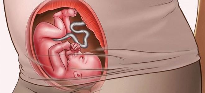 feto a 24 settimane di gestazione