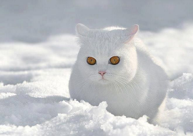 bola salji kucing