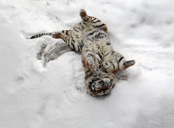 harimau di salji