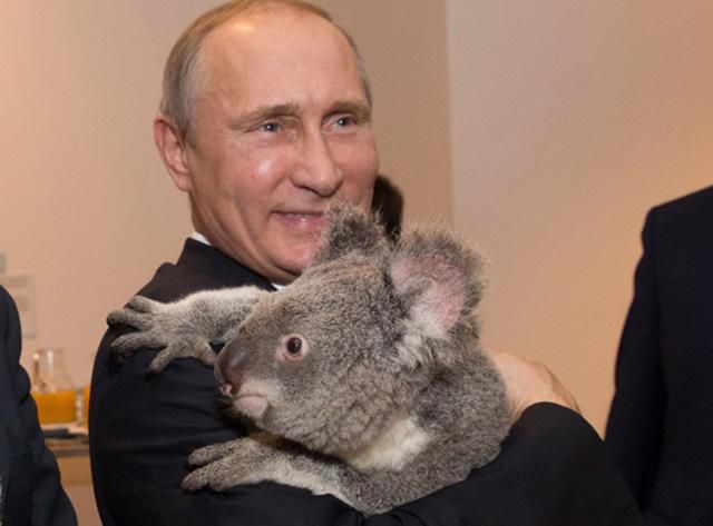 Putin dan koala