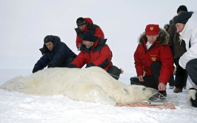 Putin dan beruang kutub
