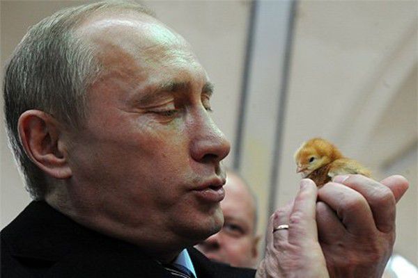Putin dan ayam