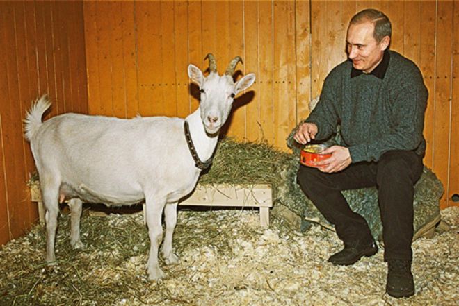 Putin dan kisah dongeng kambing