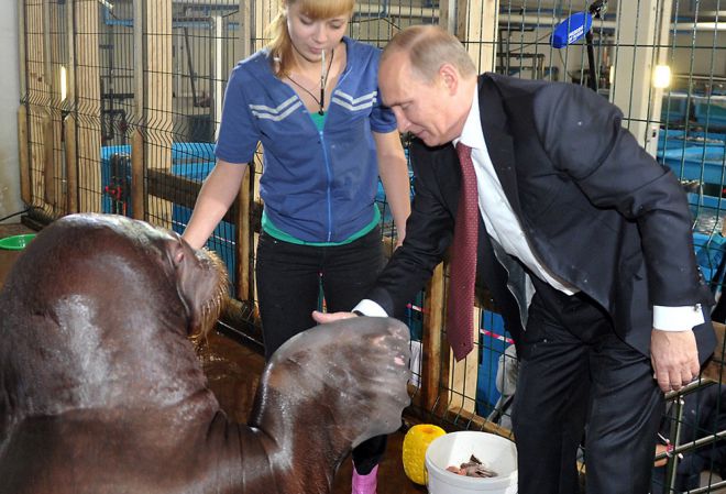 Putin memerah pergelangan tangan walrus