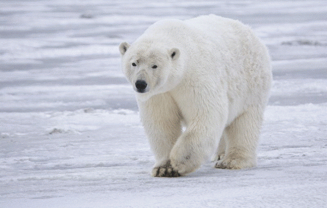 Beruang kutub