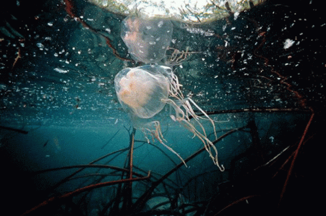 Medūza