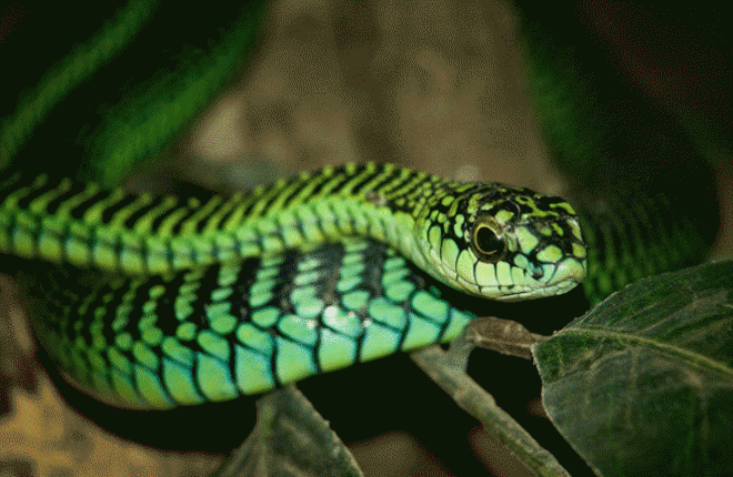 Žalioji gyvatė
