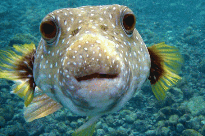 Žuvys žiūri į fotoaparatą