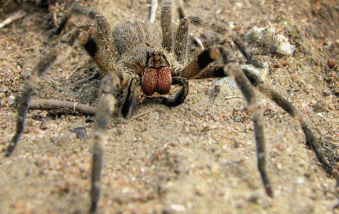 Brazil Traveling Spider