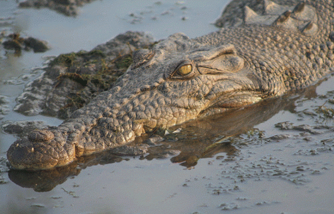 Šukuotas krokodilas
