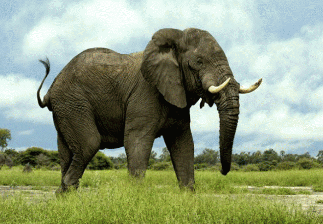 Afrikos dramblys