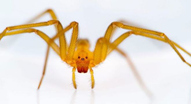 Čilės atsiskyrėlių voras