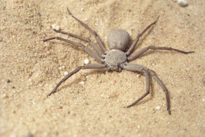 Šešių akių smėlio voras