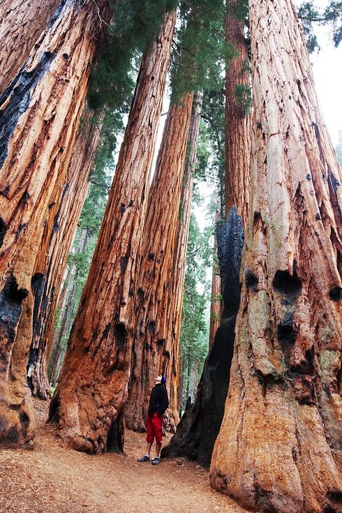 Taman Negara Sequoia 2