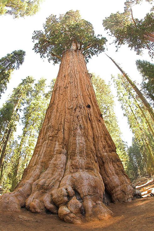 Taman Negara Sequoia 3