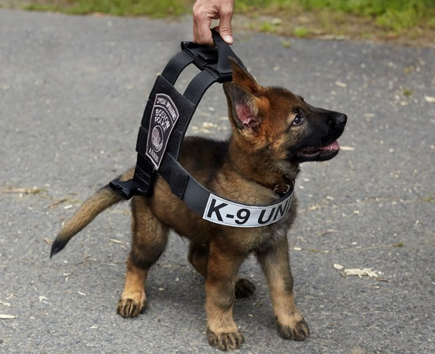 Puppy dalam jaket polis