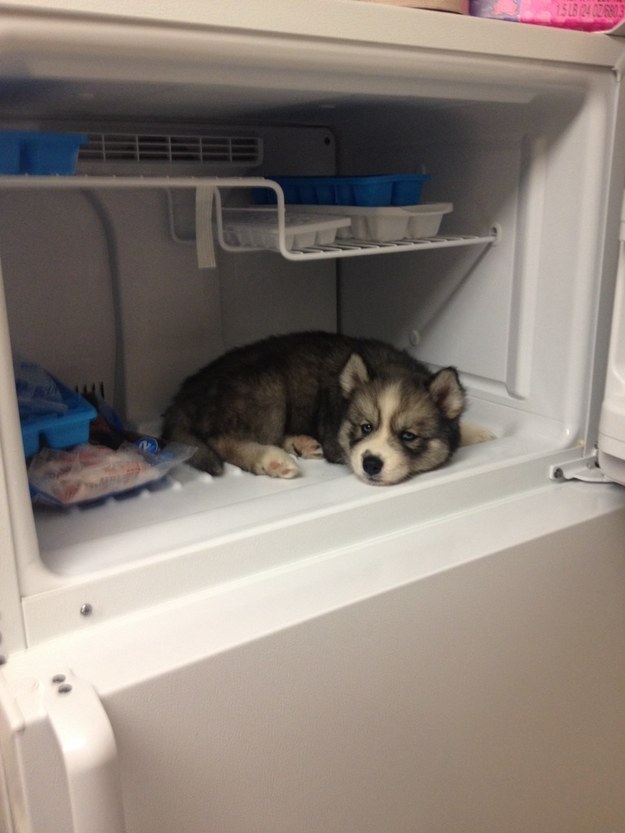Puppy di dalam peti sejuk