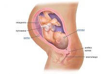 36 minggu kehamilan pergerakan janin