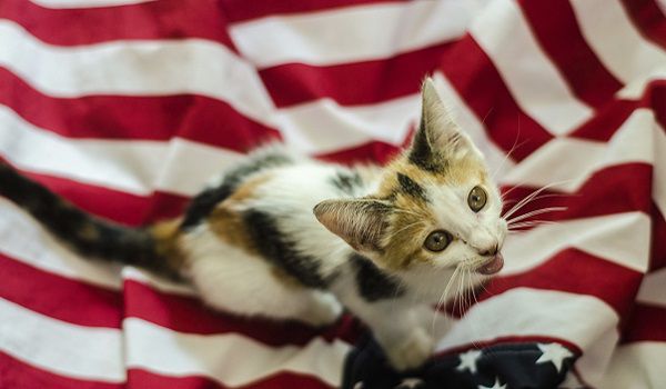 Kucing Amerika