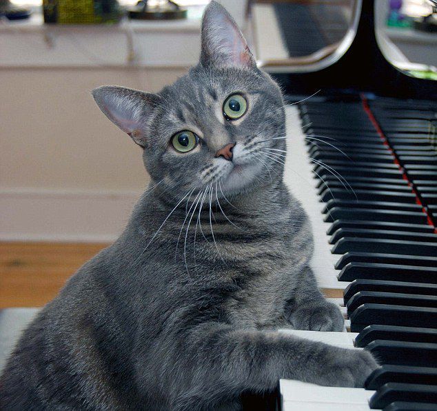 Kucing dan piano