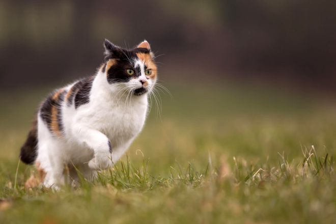 Kucing yang sedang berjalan