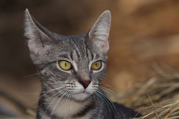 Kucing bergerak telinga