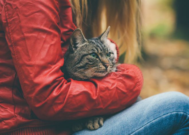 Kucing di tangan