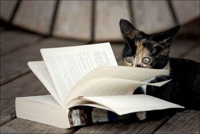 Cat dengan buku