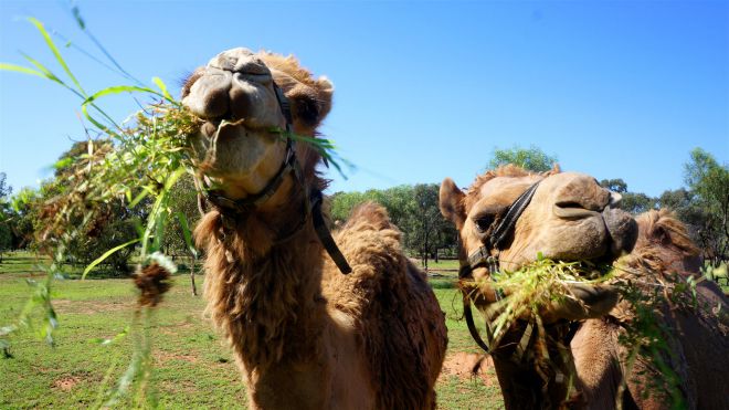 Camels valgyti