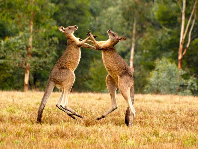 Kangaroos kovoja