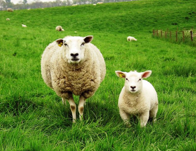 Avys ant žolės