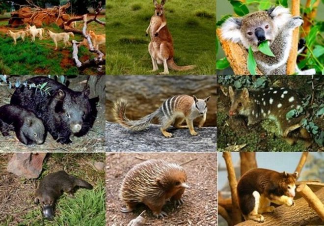 Australijos gyvūnai