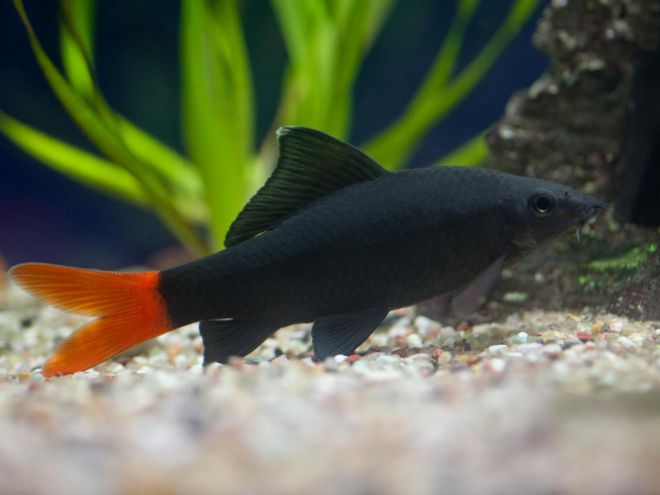 "Aquarium Fish Labeo Care Features"