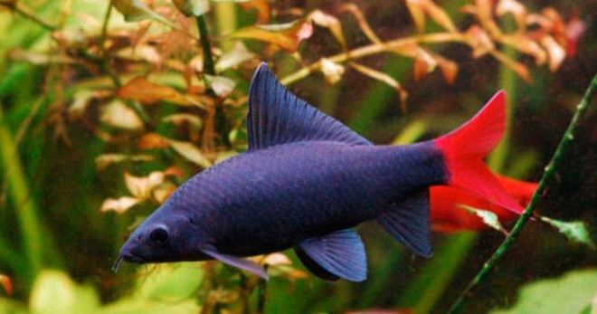 Ikan akuarium Labeo - petua untuk pencinta penjagaan exotics