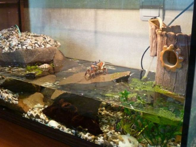 Akvariumas krabams namuose