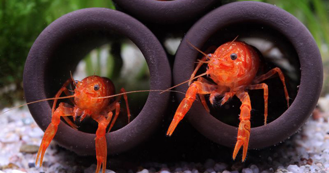 Aquarium crayfish - jenis dan ciri-ciri kandungan