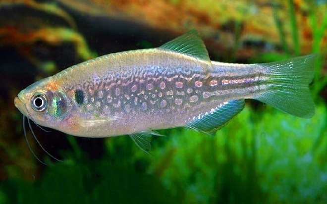 Akuarium ikan zebrafish