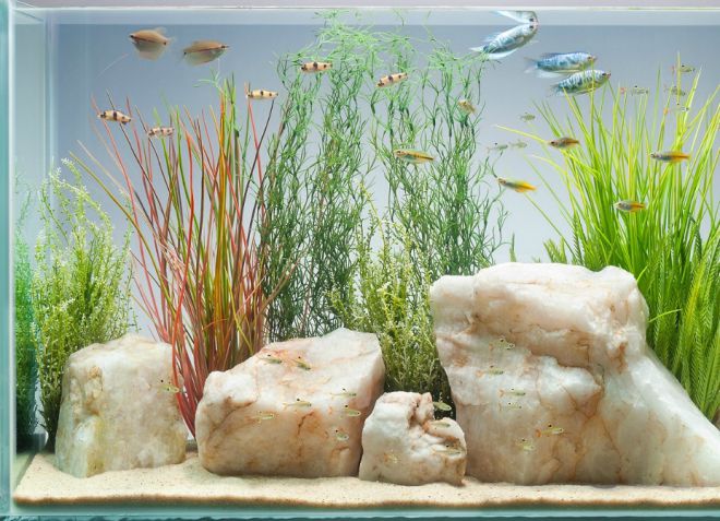 Ar akvariume reikia dirvožemio?