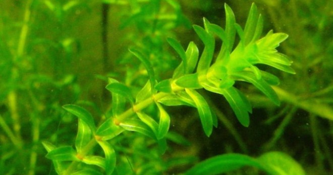 Akuarium tumbuhan elodea - tips untuk berkembang