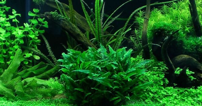 Akvariumo augalas kriptokorinas - auginimo ir priežiūros sąlygos