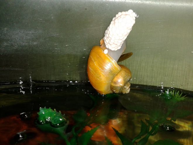 kaip nustatyti snail ampularia seksą
