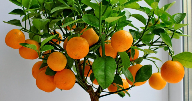 Pokok oren - tip untuk jeruk yang semakin meningkat