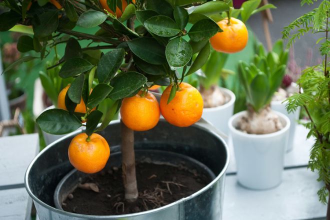 come far crescere un albero di arancio