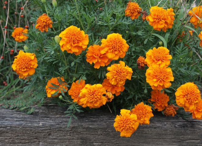 marigolds tumbuh dari benih